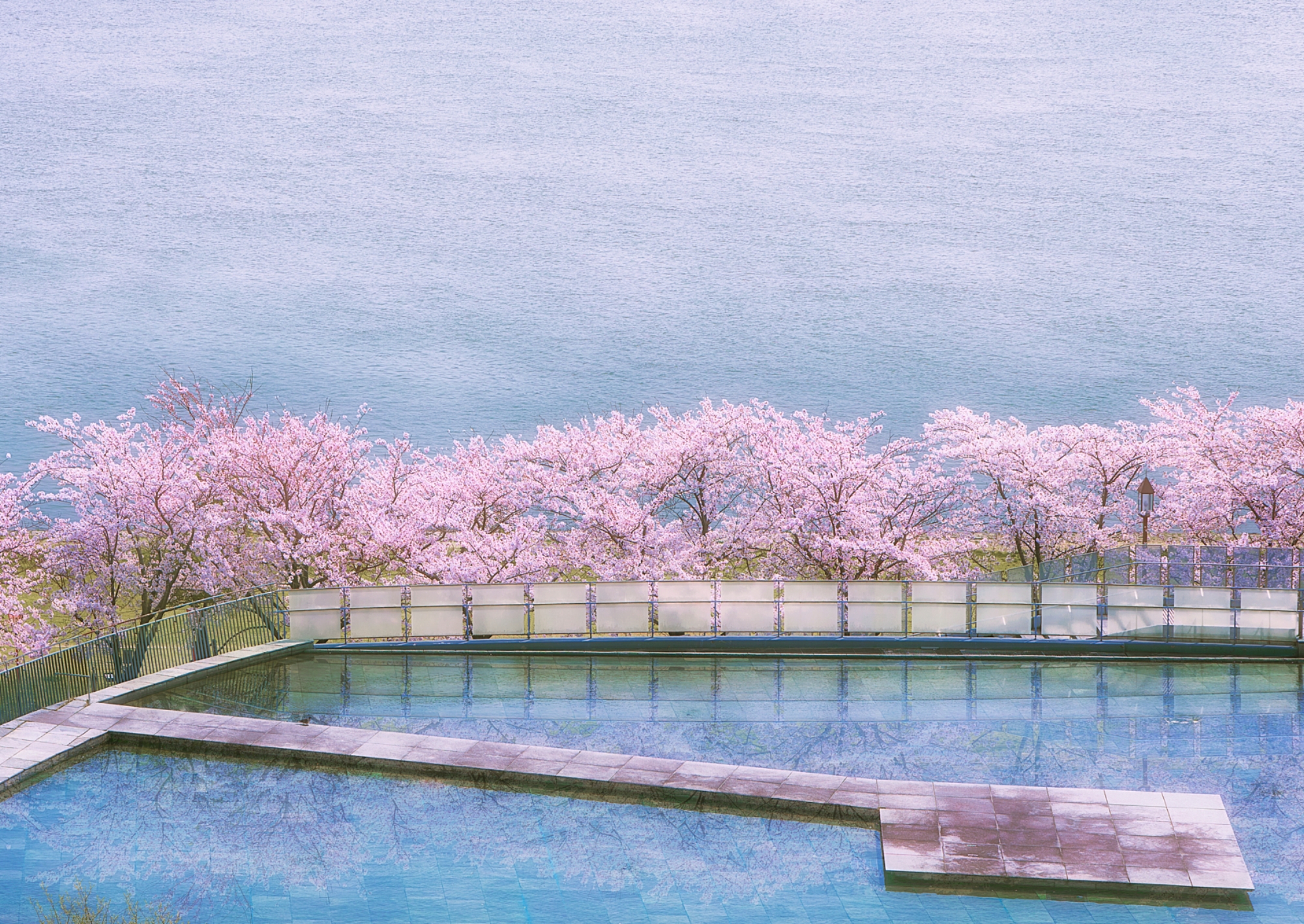 画像：桜