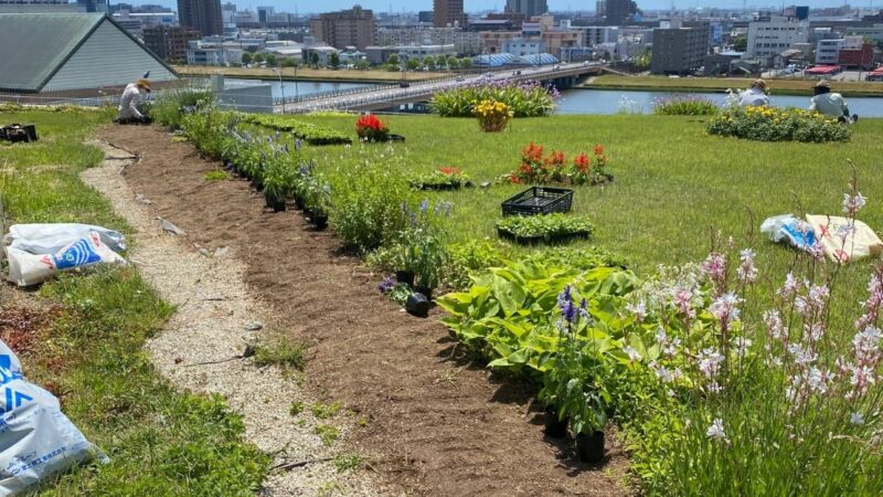 スタッフみんなで苗600株植えましたの画像