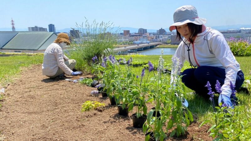 スタッフみんなで苗600株植えましたの画像