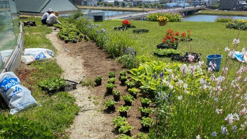 スタッフみんなで苗600株植えましたの画像