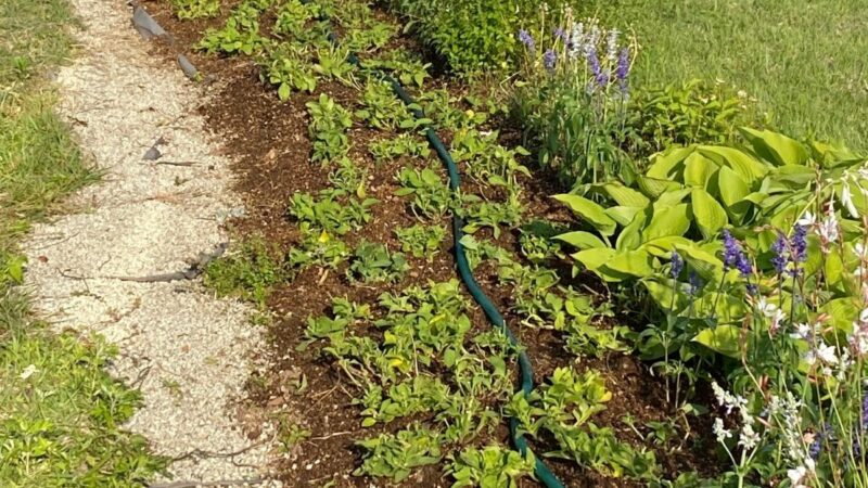 スタッフみんなで苗600株植えましたの画像