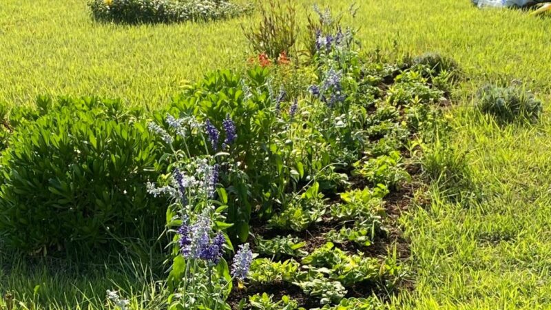 スタッフみんなで苗600株植えましたの画像