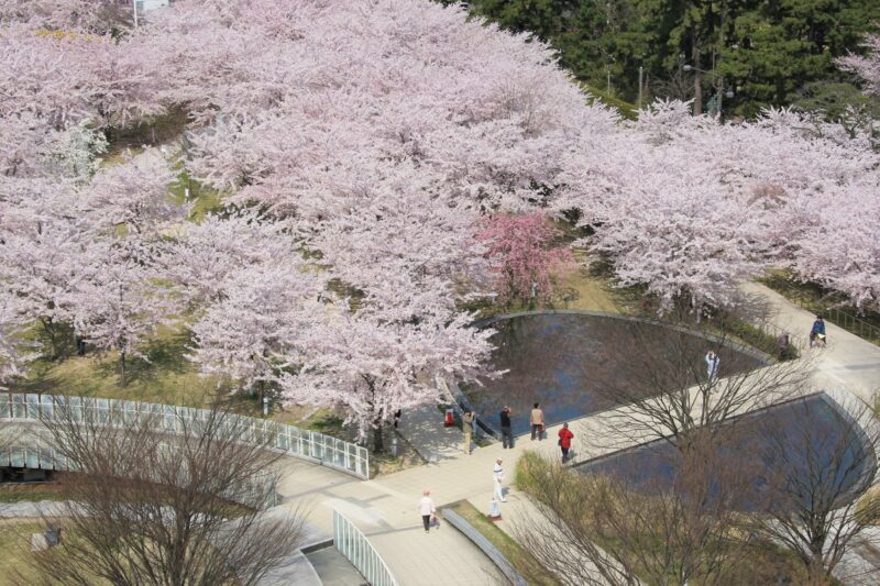 【入場無料】天空のお花見会 in 能楽堂の画像