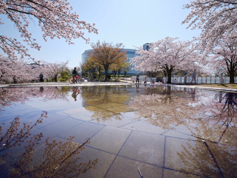 今年も桜が咲きましたの画像