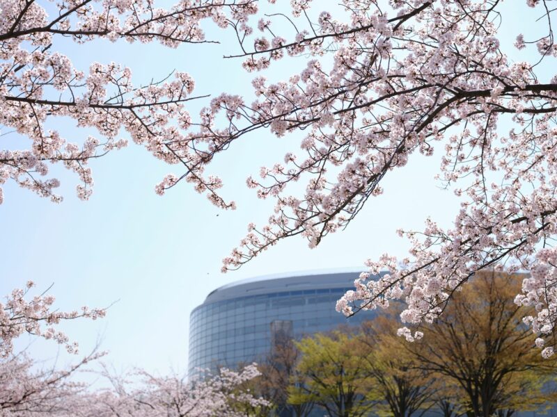 今年も桜が咲きましたの画像