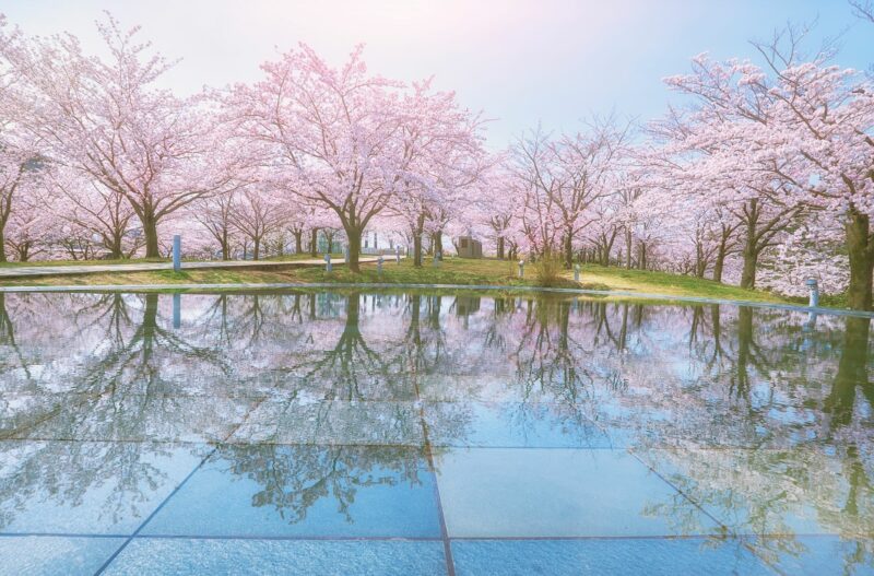 今年も桜が咲きましたの画像