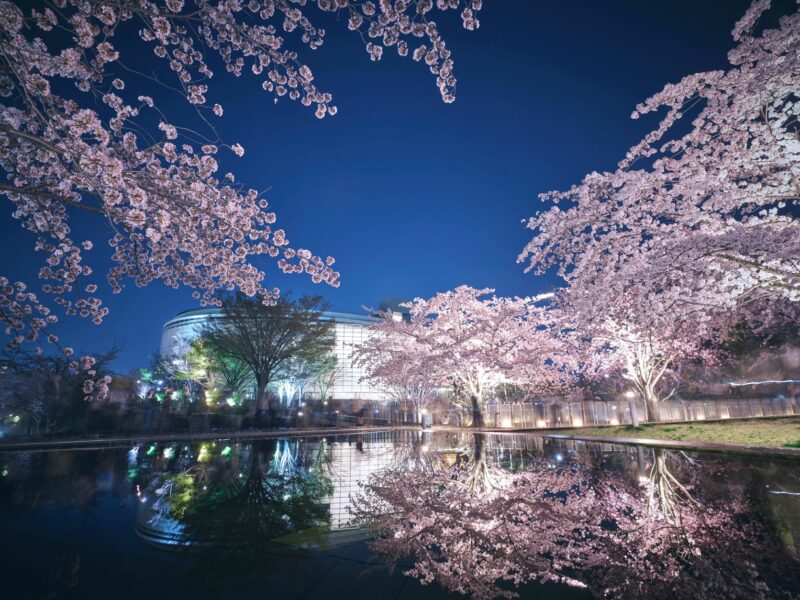 今年も桜が咲きましたの画像