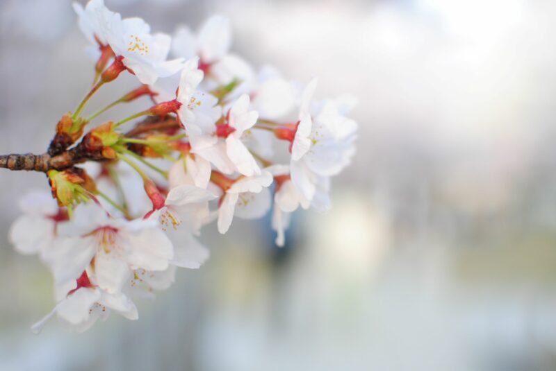 今年も桜が咲きましたの画像