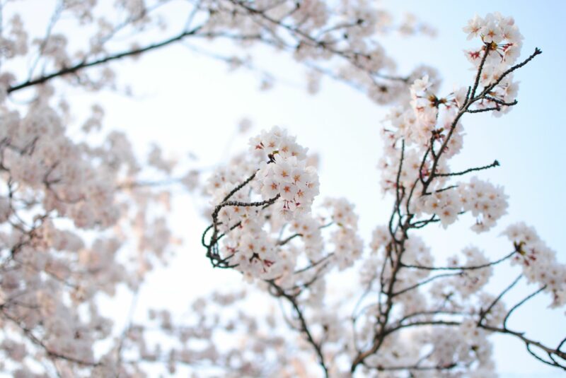 今年も桜が咲きましたの画像