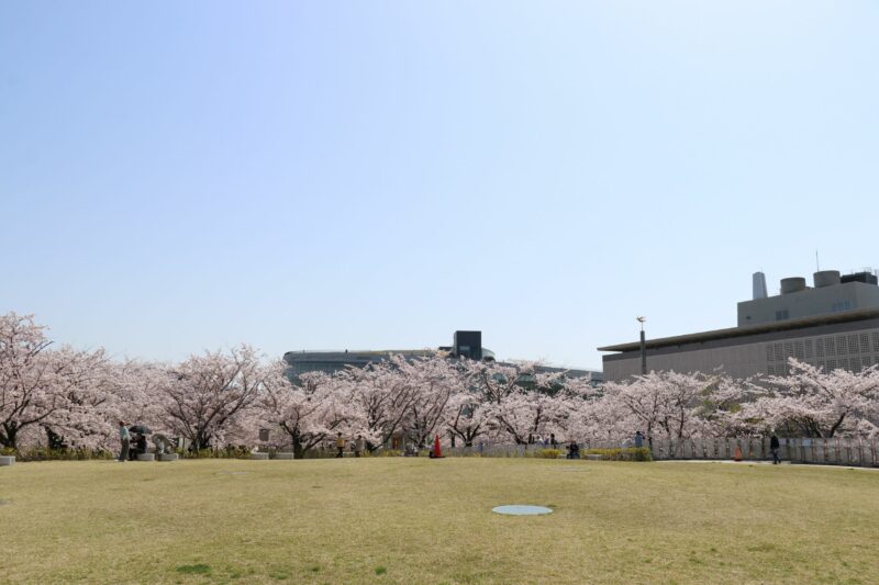 今年も桜が咲きましたの画像