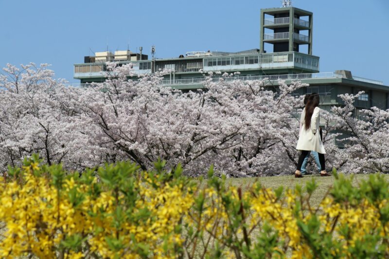 今年も桜が咲きましたの画像