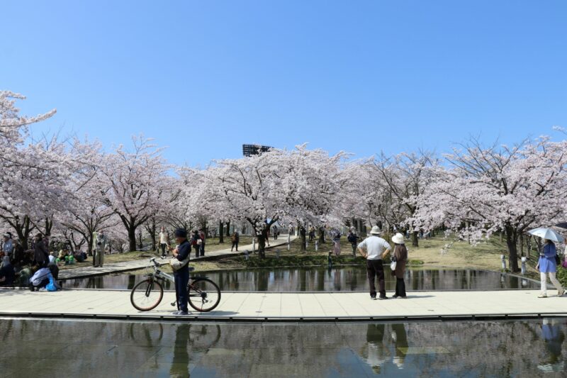 今年も桜が咲きましたの画像