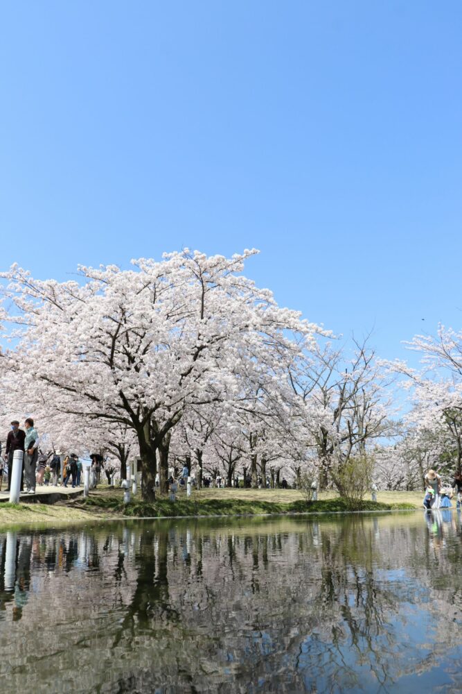 今年も桜が咲きましたの画像