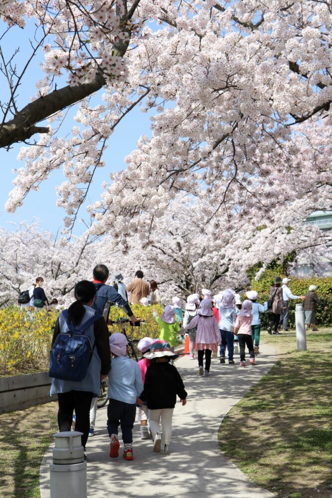今年も桜が咲きましたの画像