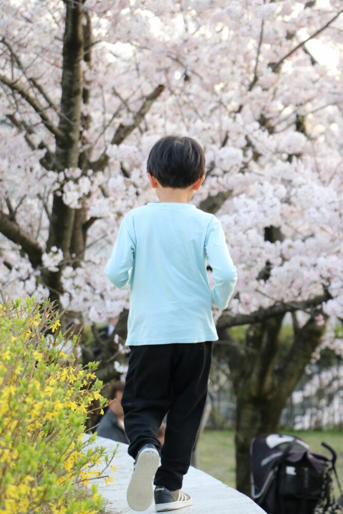 今年も桜が咲きましたの画像