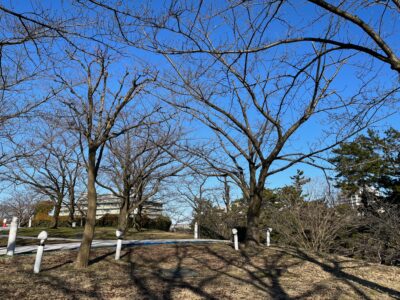 サクラ日記（啓蟄）の画像