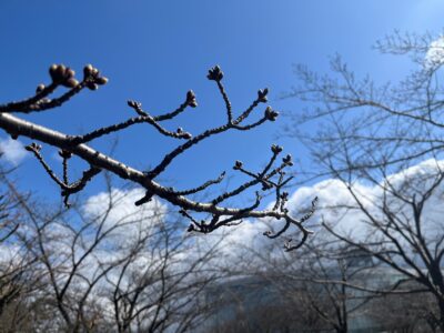 【入場無料】能楽堂を開放します！―4/12(水)・13(木)「天空のお花見会」の画像