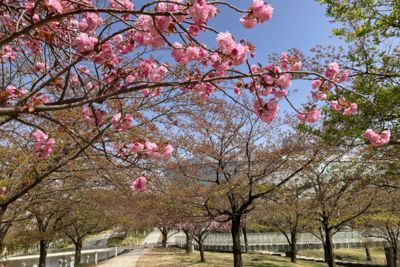 サクラ日記（天空のお花見会）の画像