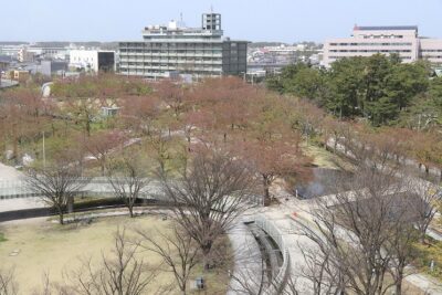 サクラ日記（天空のお花見会）の画像