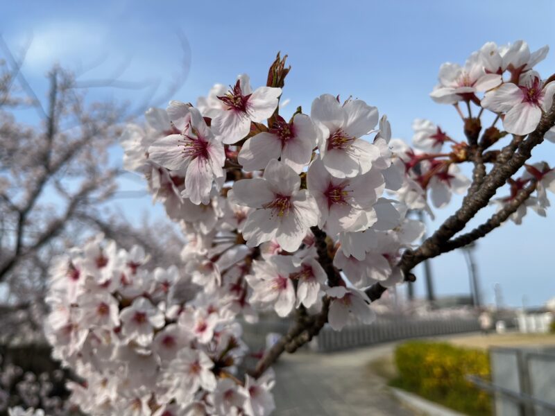 サクラ日記（清明）の画像