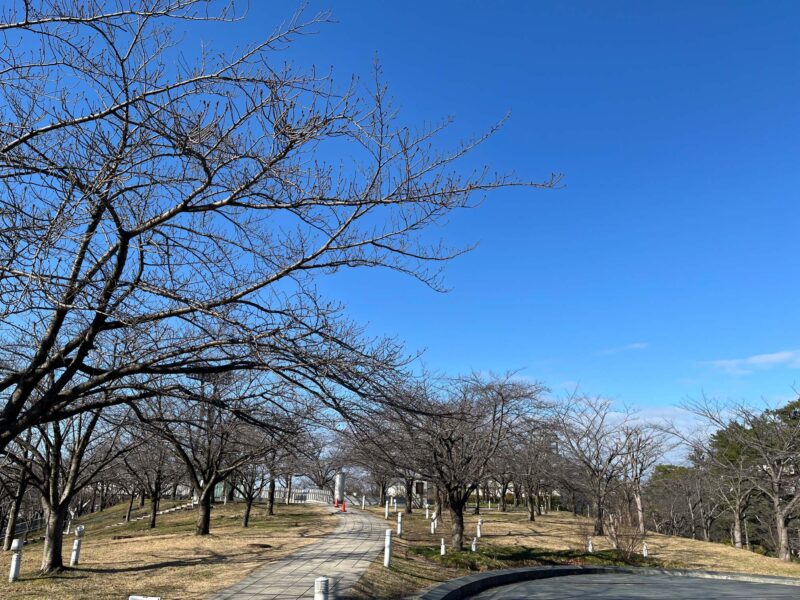 サクラ日記（大寒）の画像