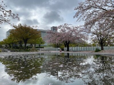 サクラ日記（穀雨）の画像