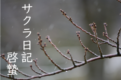 サクラ日記（啓蟄）