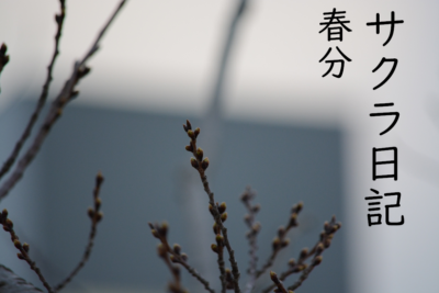 サクラ日記（春分）