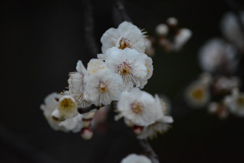 サクラ日記（春分）の画像