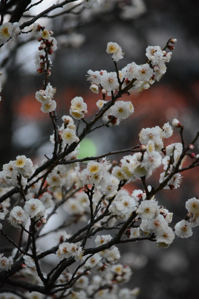 サクラ日記（春分）の画像