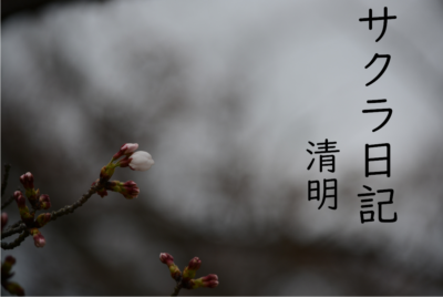 サクラ日記（清明）