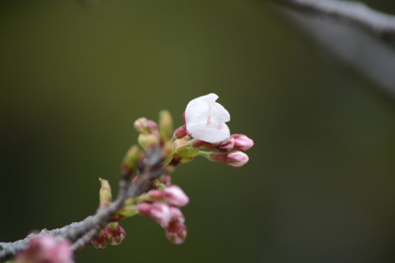サクラ日記（清明）の画像