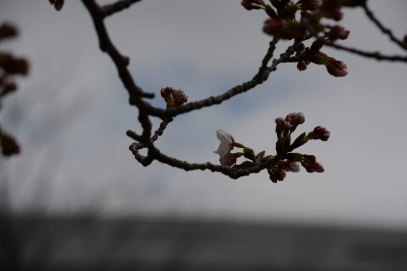 サクラ日記（清明）の画像