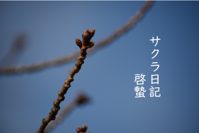 サクラ日記（啓蟄）