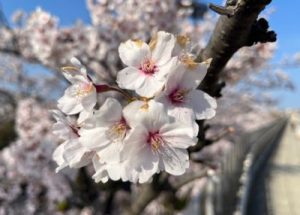 サクラ日記（春分）